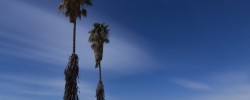 You Have Always Been Here, And You Will Always Be Here Rubble and Palms